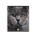 Тетрадь 96 листов в клетку "Cats", матовая ламинация  ErichKrause _MIX-PACK