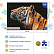 Пазлы 500 эл. А2 480х330мм LEGEND ZooStyle "Взгляд тигра" в подарочн. короб. + Постер "Premium" 