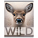 Тетрадь А5 48 листов в клетку, BG "Wild", обложка мелованный картон, вд-лак, серый блок 60 г/м2, суперэконом