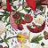 Пакет подарочный PREMIUM "FLORA.ПИОНЫ", M, 18 x 23 x 10 см