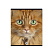 Тетрадь 96 листов в клетку "Cats", матовая ламинация  ErichKrause _MIX-PACK