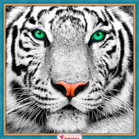 Алмазная мозаика 25*25 "Портрет белого тигра" 
