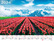 Календарь листовой 2024 А2 "Цветущие тюльпаны" 598х450мм бум. мелован.