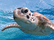 Пазл 3D "Морская черепаха»", 500 детал., 6+