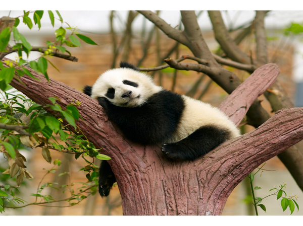 Картина по номерам на подрамнике 30*40 "Спящая панда" Холст с краскам
